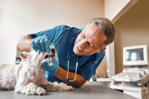 Best Emergency Denture Repair in Murphy, MO